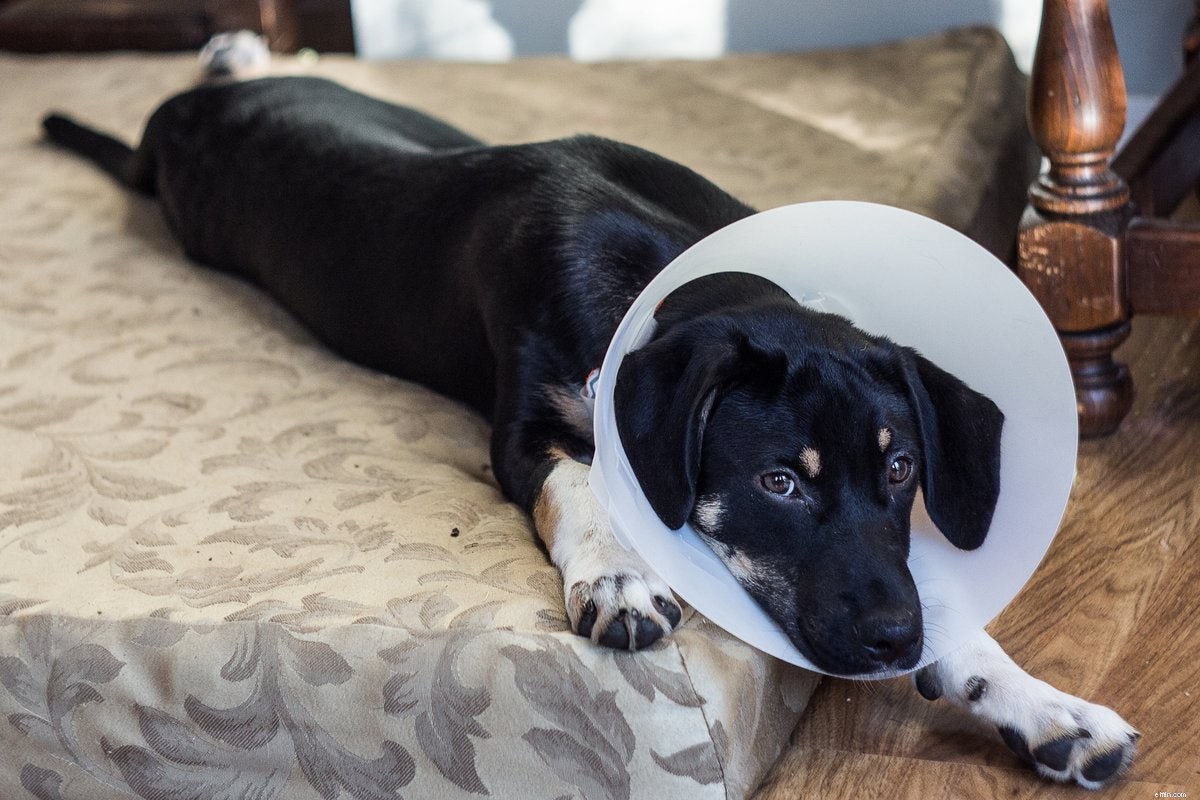 Pet Emergency Fund: Protecting Your Furry Friend s Health