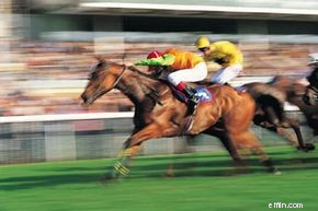 Racehorse Investing: Risks & Realities - Is it Worth the Gamble?