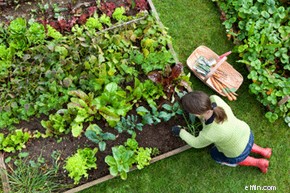 Startup Costs & Return on Investment: Is a Home Garden Worth It?