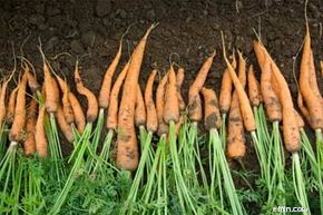 Save Money & Eat Fresh: The Financial Benefits of Home Gardening