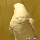 Managing Unexpected Vet Bills: Financial Strategies for Pet Owners