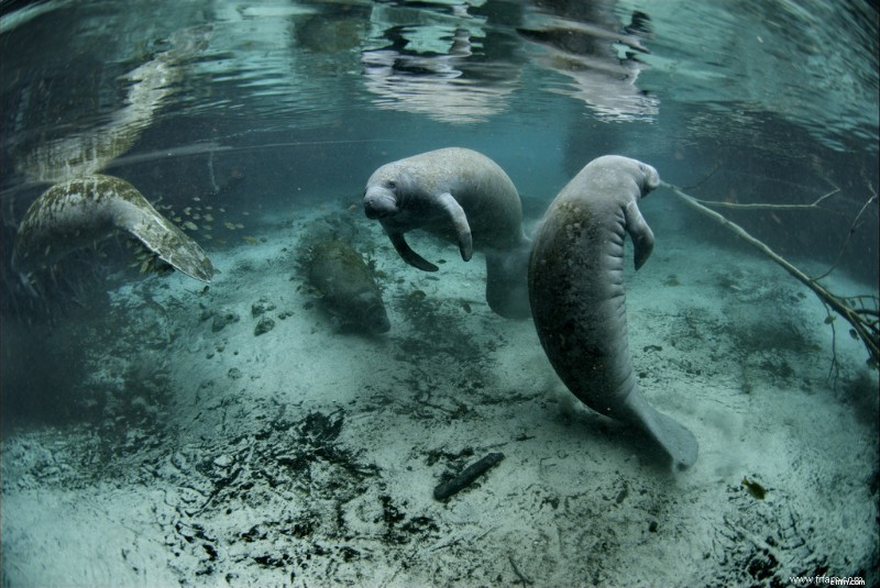 Top 5 Snorkeling Destinations in the USA: Explore Underwater Wonders