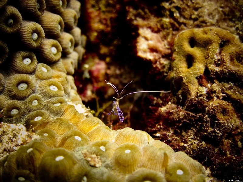 Top 5 Snorkeling Destinations in the USA: Explore Underwater Wonders