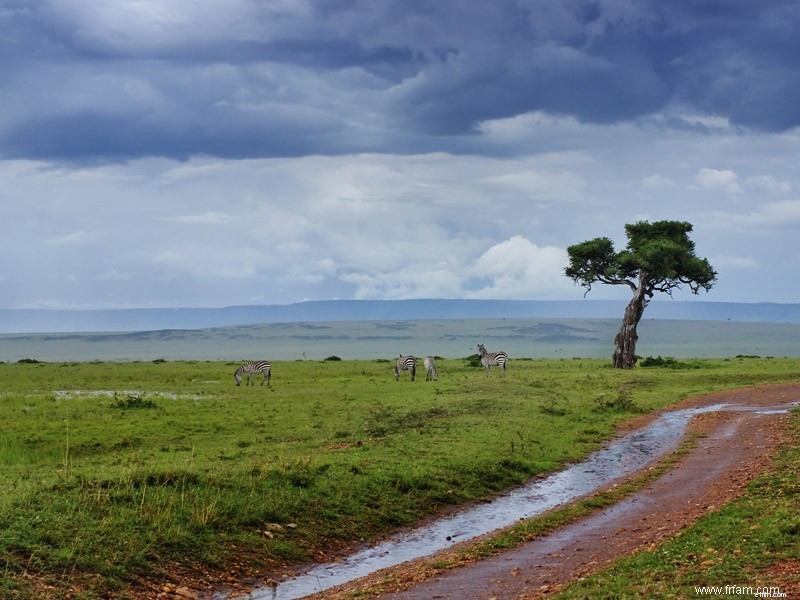 Green Season Safaris in Africa: Benefits & Wildlife Viewing Tips