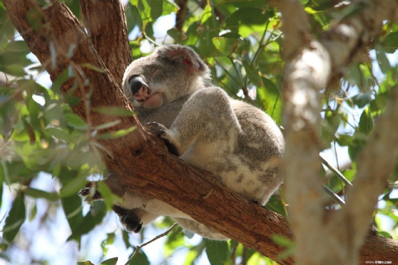 Sunshine Coast, Australia: Beaches, Adventure & Local Culture