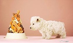 Affordable Pet Care: 5 Smart Budgeting Strategies