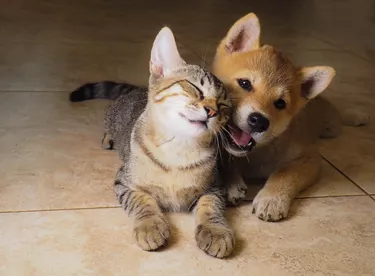 Chewy:su ventanilla única de suministros para mascotas:amplia selección y envío rápido 