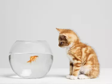Suministros para mascotas de Amazon:todo lo que sus mascotas necesitan - Guía de expertos 
