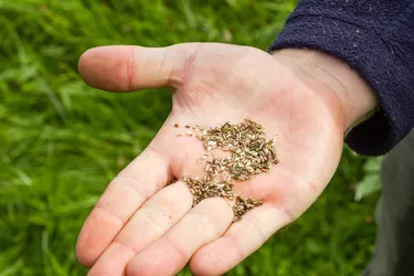 Memilih Benih Rumput yang Tepat:Panduan Komprehensif 