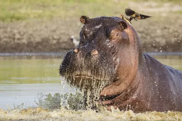 Asuransi Rumah Hippo:Pendekatan Modern terhadap Perlindungan Pemilik Rumah 