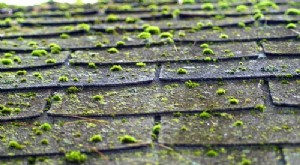 Tabungan DIY:5 Tugas Perbaikan Rumah yang Lebih Murah untuk Dilakukan Sendiri 