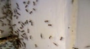 Control eficaz de hormigas de bricolaje:soluciones naturales para eliminar las hormigas 