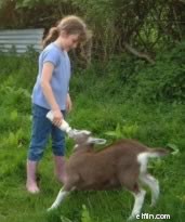 Homesteading untuk Pemula:Panduan Swasembada 