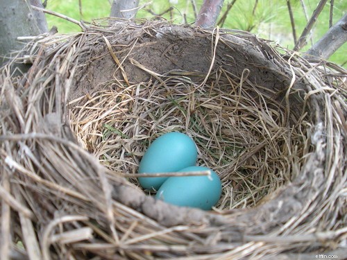 Tabungan Pensiun:Memprioritaskan Nest Egg Anda vs. Kepemilikan Rumah 