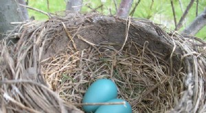 Tabungan Pensiun:Memprioritaskan Nest Egg Anda vs. Kepemilikan Rumah 
