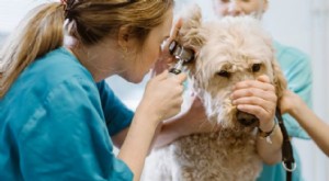 Comprendre les coûts des soins de santé pour animaux de compagnie :expériences réelles et fourchettes de prix 