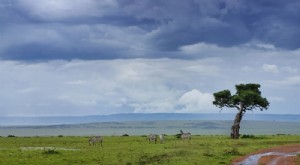 Green Season Safaris in Africa: Benefits & Wildlife Viewing Tips