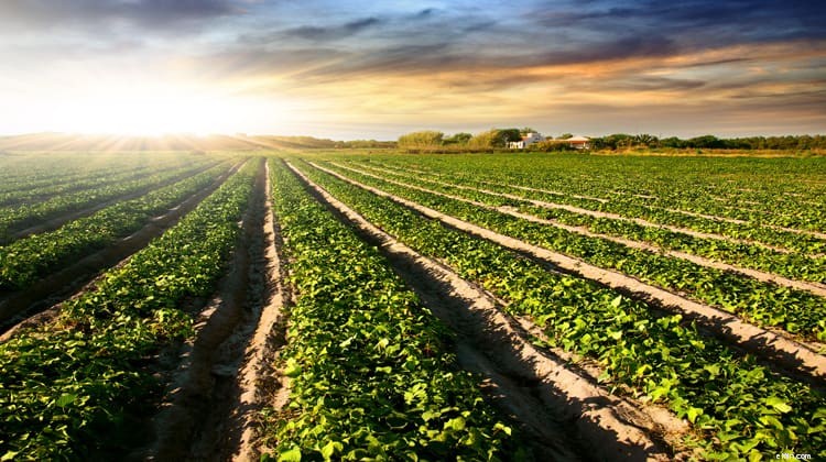 Revisión de FarmTogether:invertir en tierras agrícolas para obtener riqueza a largo plazo 