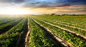 FarmTogether Review: Investing in Farmland for Long-Term Wealth